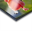 Color Burst Acrylic print