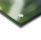 Opium Poppy Acrylic print