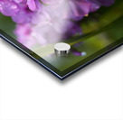 Purple Flame Acrylic print