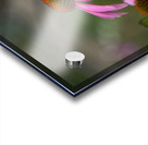 Ladies in Pink Acrylic print