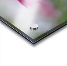 Pink Echinacea Acrylic print