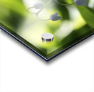 Muguet des Bois Acrylic print