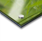 Pretty in Pink Acrylic print