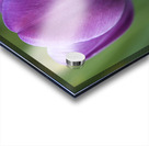 Plump Purple Tulip Acrylic print