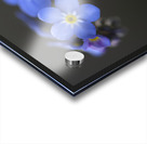 Pretty in Blue Acrylic print