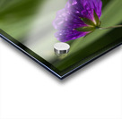 Purple Pretty Impression Acrylique