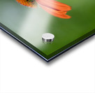 Orange You Awesome Acrylic print