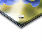 Lucky Devil Acrylic print