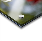 The Graceful Acrylic print