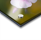 Summer Phlox Acrylic print