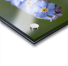 Scorption Grasses Acrylic print