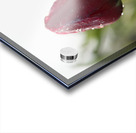 Red Beauty Acrylic print