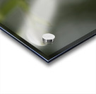 White Lily Acrylic print