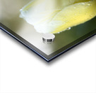 Yellow and White Tulip Acrylic print