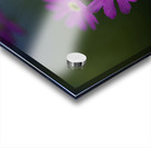 Dainty Blossoms Acrylic print