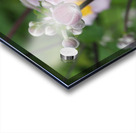 Japanese Thimbleweed Acrylic print