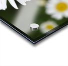 Common Daisies Impression Acrylique