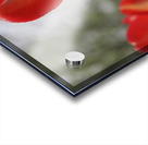 Leaning Tulip Acrylic print