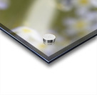 Pretty Ladies Acrylic print