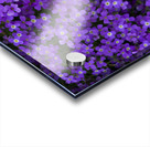 Purple Groundcover Acrylic print