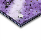 Pink Groundcover Impression Acrylique