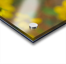 Black Eye Acrylic print