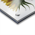 Sunflower Side View Acrylic print