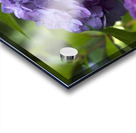 Purple Hydrangea Acrylic print