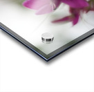 Shooting Star Acrylic print