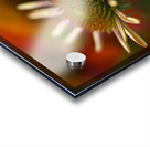 Budding Coneflowers Acrylic print