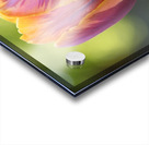 Pastel Garden Tulip Acrylic print