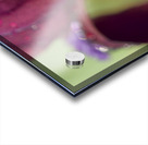 Purple Beard Acrylic print