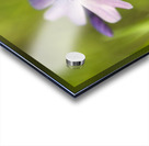 Vibrant Moss Phlox Acrylic print