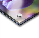 The Purple One Acrylic print