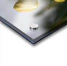 Dreamy Beauty Acrylic print