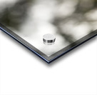 Purply Blue Beauty Acrylic print