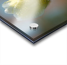 Dreamy Beauties Acrylic print