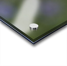 Farewell Acrylic print