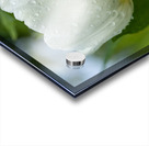 The Plumpy One Impression Acrylique