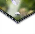 Rain Drops Acrylic print