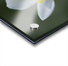 Lady in White Acrylic print