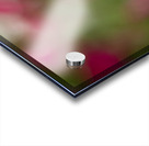 Blanket Flower Acrylic print