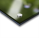 Tiniest Bouquets Acrylic print