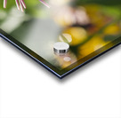 Early Morning Beauty Acrylic print