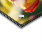 The Lovely One Acrylic print