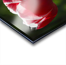 Pretty One Acrylic print