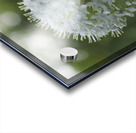 The White One Acrylic print