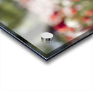 The Queen Acrylic print