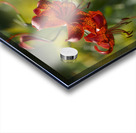 Tiger Lilies Acrylic print