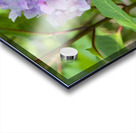 Pretty in Purple Acrylic print